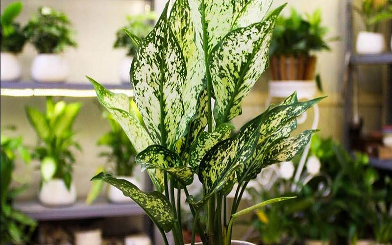 Cây ngọc ngân đỏ