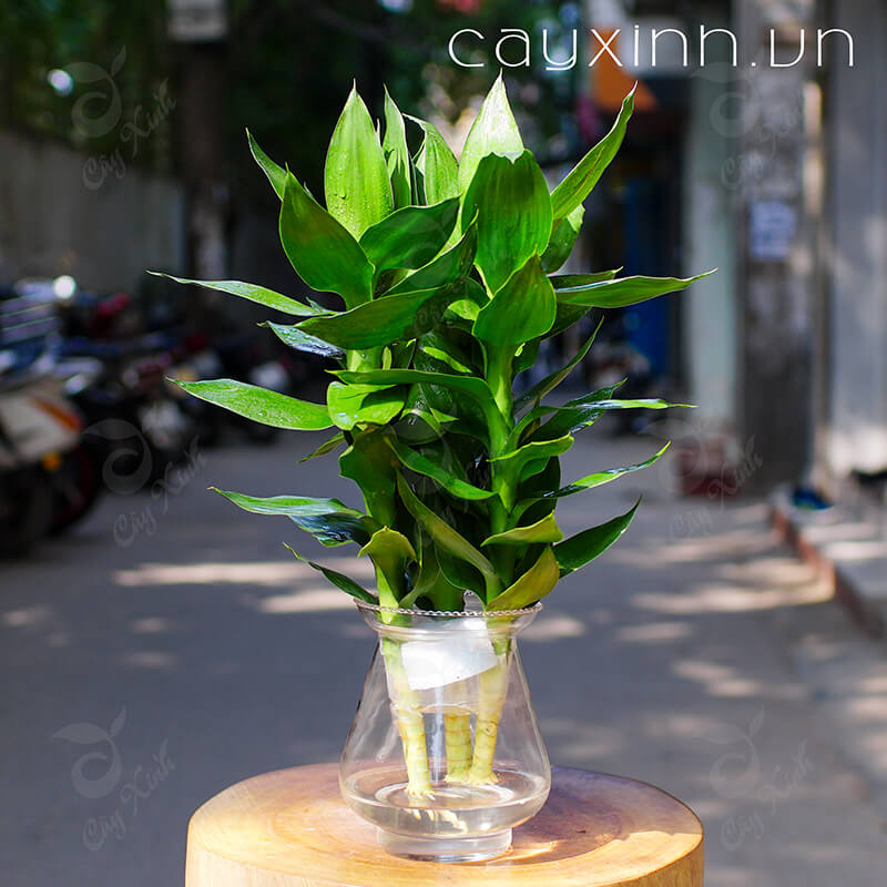 Cây phát lộc thủy sinh