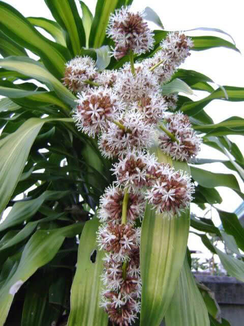 Cây phát tài nở hoa