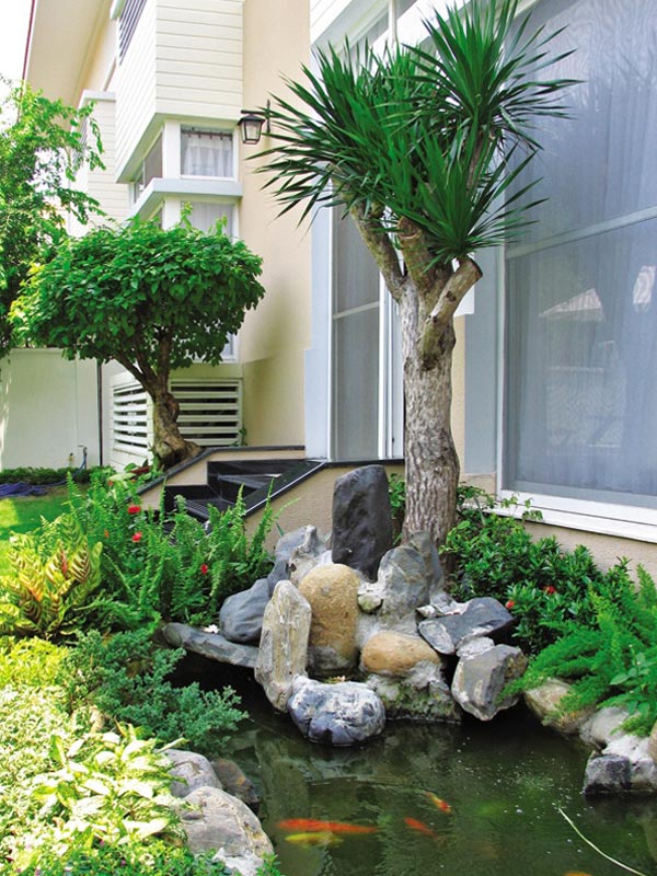 Cây phát tài núi