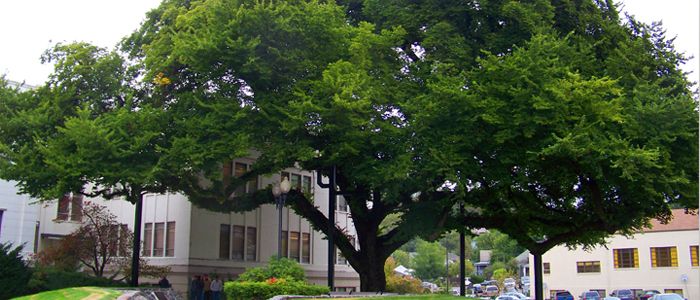 Cây phong thủy trước nhà