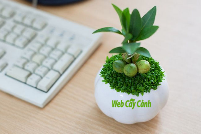 Cây tài lộc may mắn