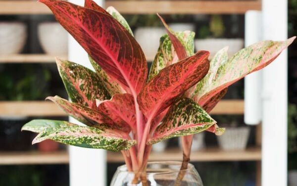 Cây thịnh vượng