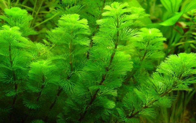 Cây thủy sinh bể cá