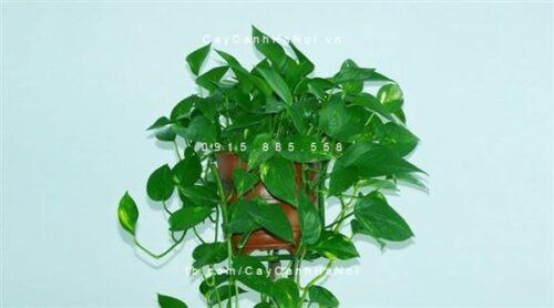 Cây trầu bà treo tường