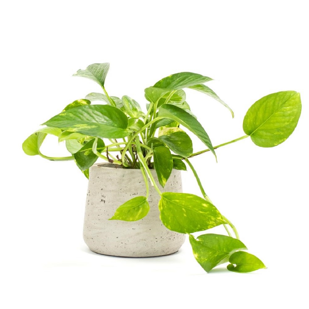 Cây trầu bà vàng