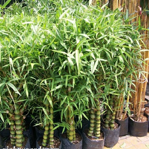 Cây trúc phật bà