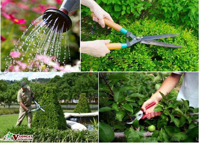 Chăm sóc cây xanh