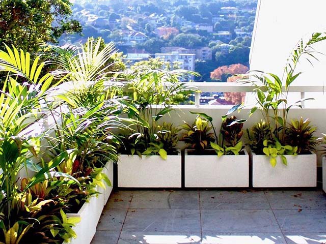 Chậu cảnh hình chữ nhật