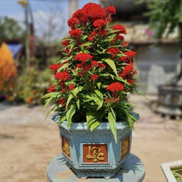 Chậu cảnh xi măng đẹp