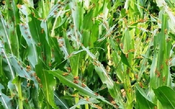 Châu chấu ăn gì