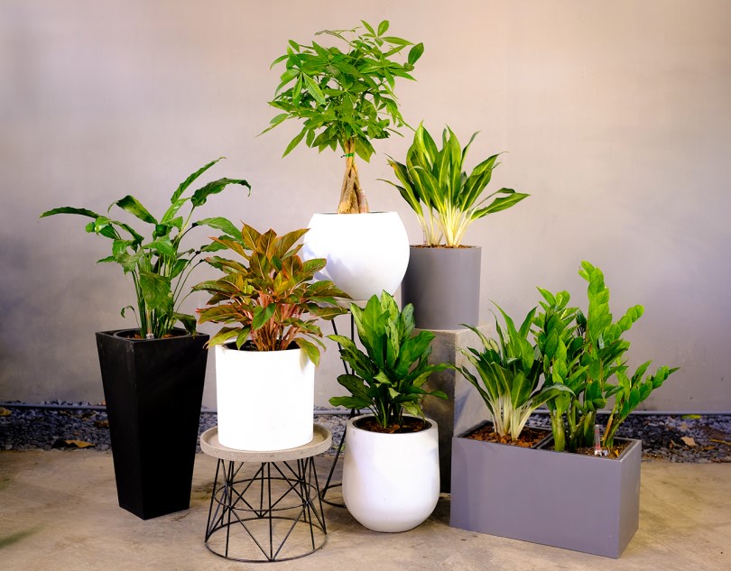 Chậu composite chữ nhật