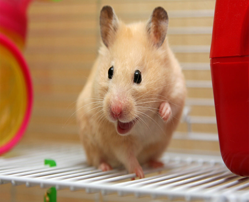 Chuột hamster giá rẻ
