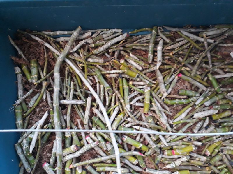 Có nên cắt thân già phong lan