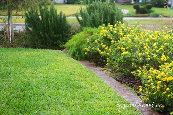 Cỏ trồng sân vườn