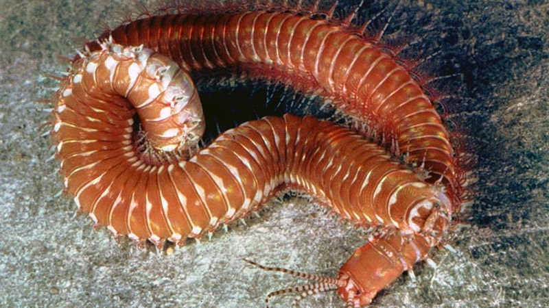 Con rươi là con gì