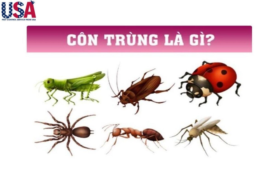 Côn trùng là gì
