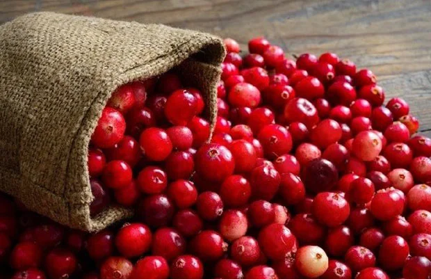 Cranberry là quả gì