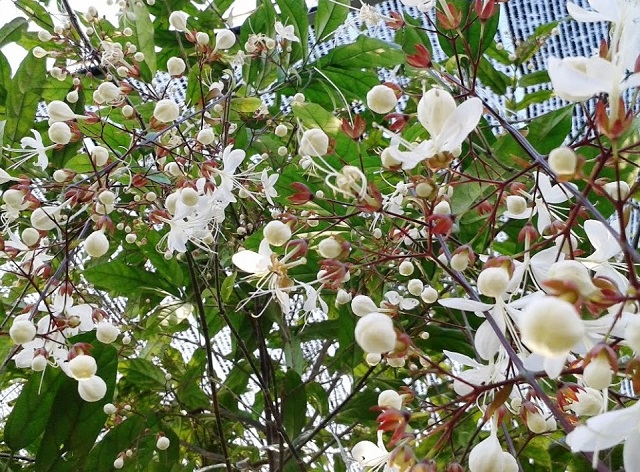 Dạ ngọc minh châu