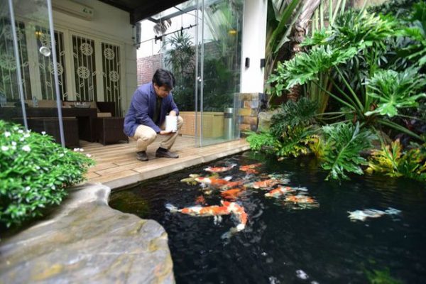 đèn hồ cá koi
