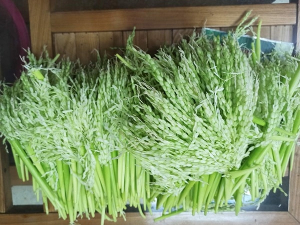 đòng đòng ngâm rượu