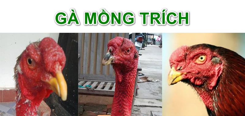 Gà mồng trích