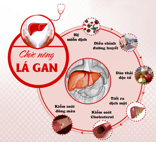 Gan nằm ở đâu