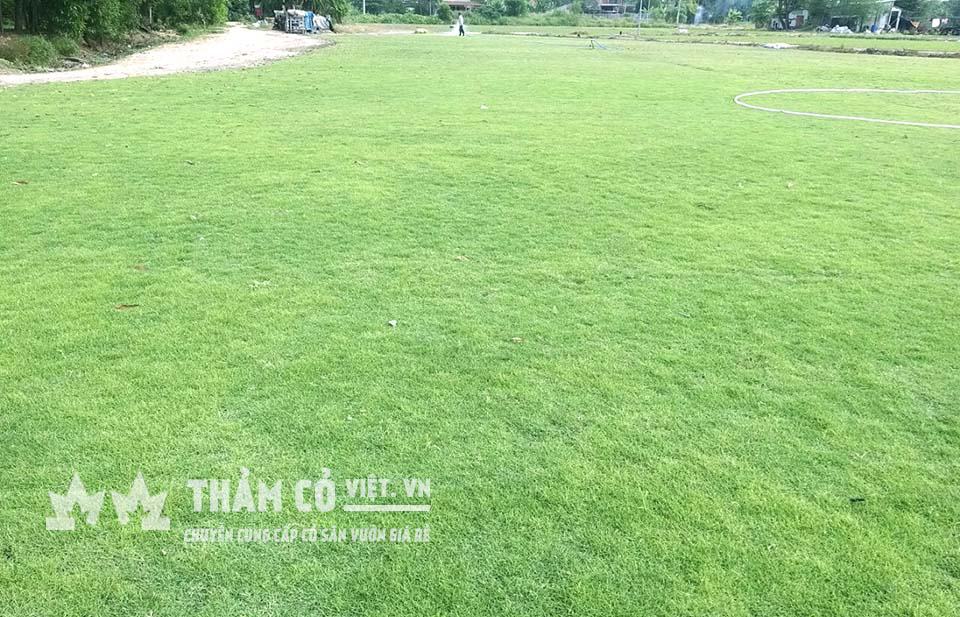 Giá 1m2 cỏ nhật