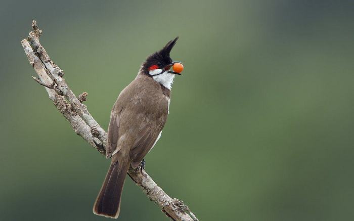 Giá chim chào mào