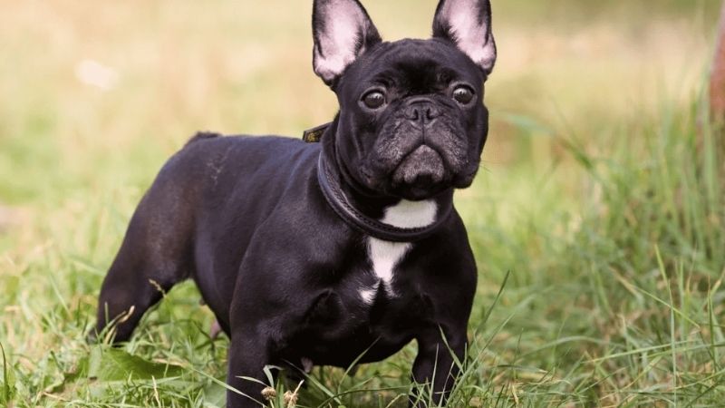 Giá chó bull pháp