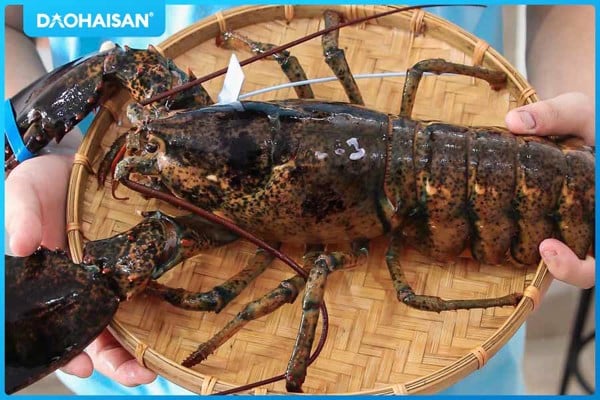 Giá tôm hùm đất