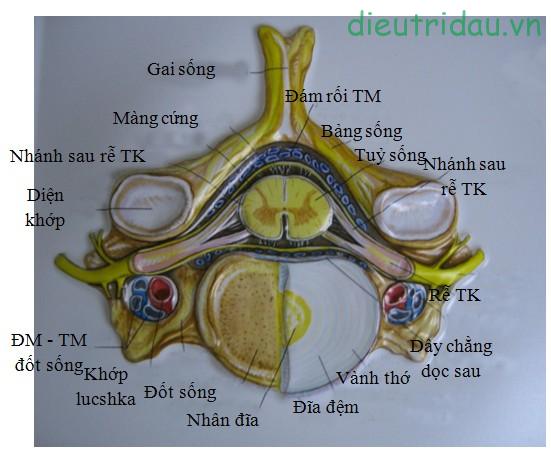 Giải phẫu đốt sống cổ