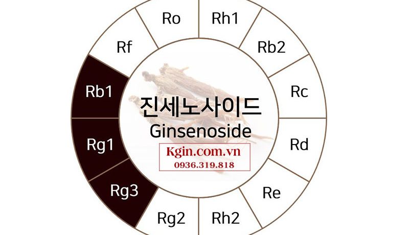 Ginsenoside là gì