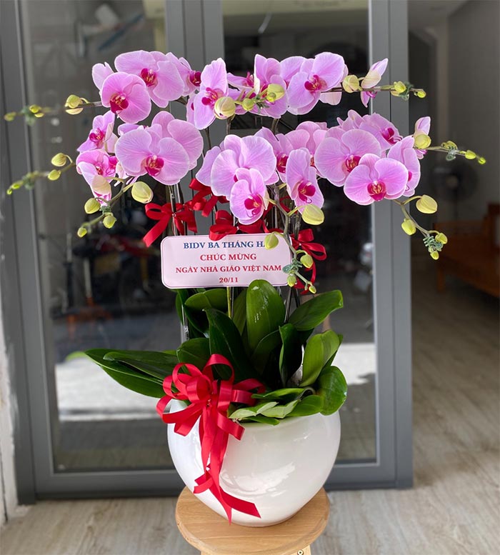 Giỏ lan hồ điệp