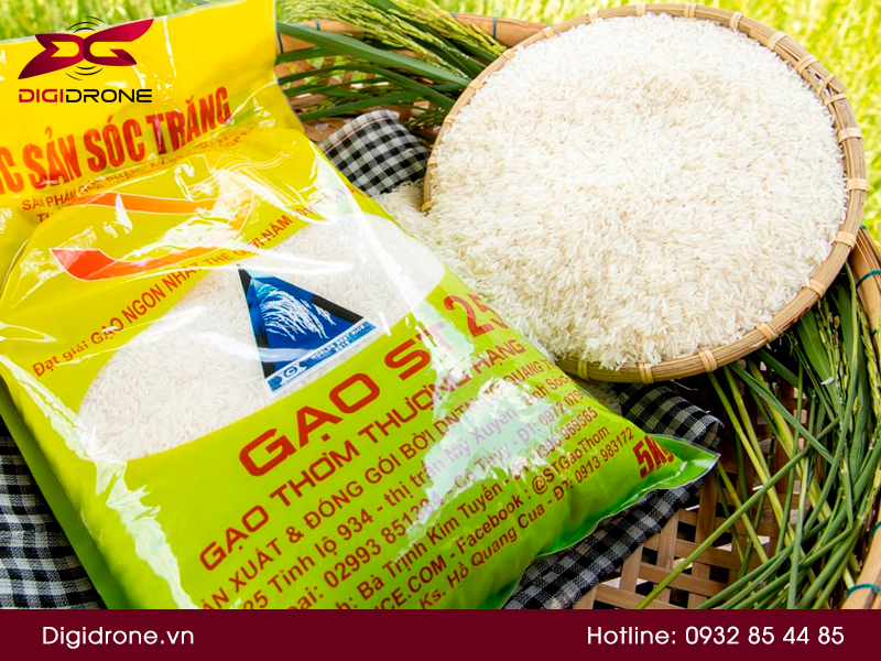 Giống lúa st25 mua ở đâu