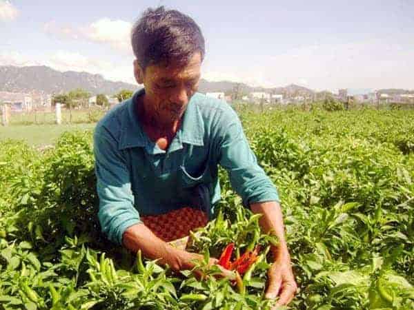 Giống ớt cao sản