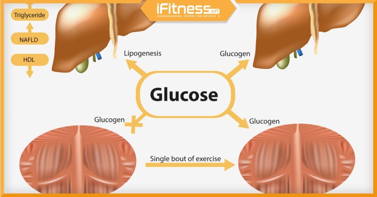 Glycogen có ở đâu