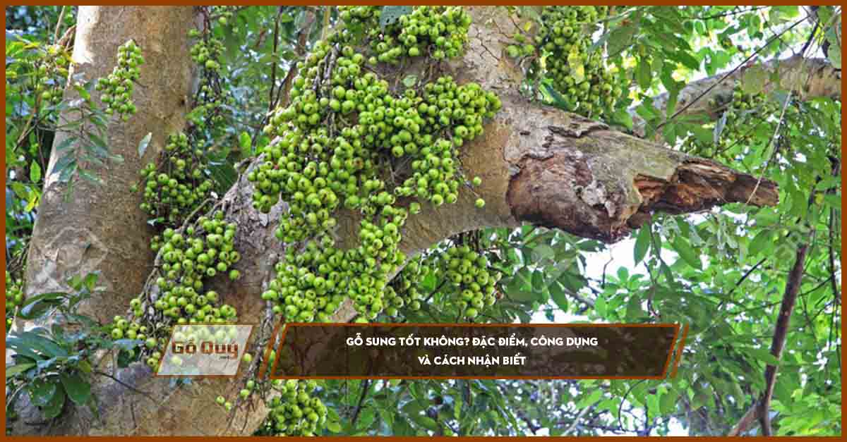 Gỗ cây sung