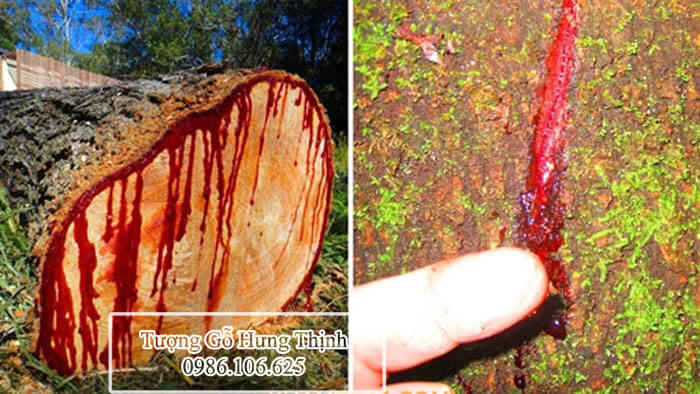 Gỗ huyết rồng giả