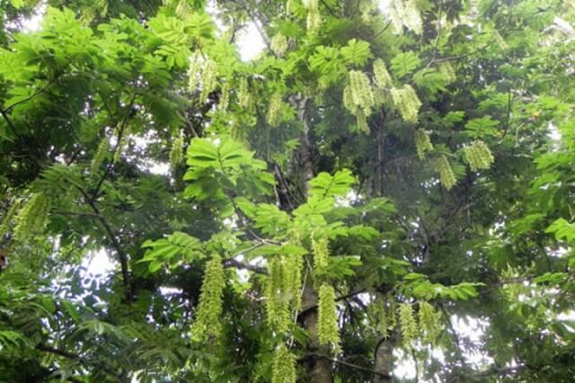 Gỗ trẹo là gỗ gì