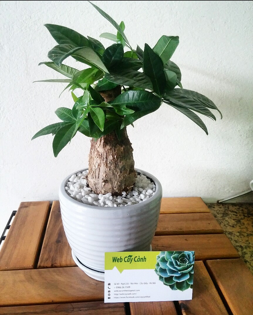 Hình ảnh cây kim ngân