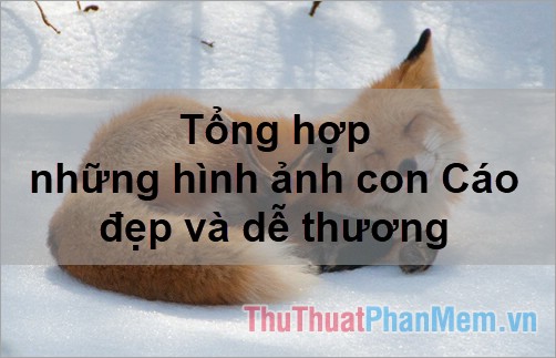 Hình ảnh con cáo