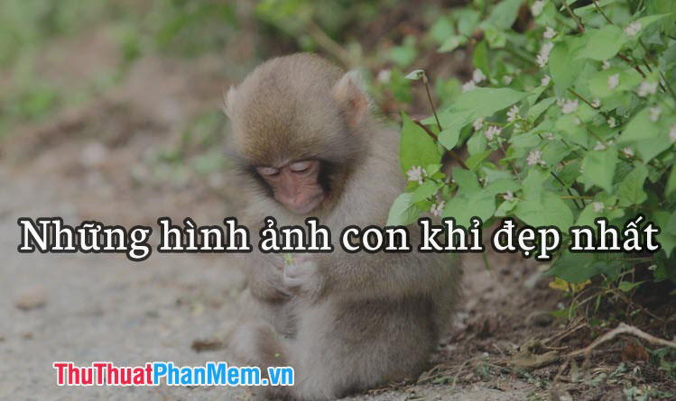 Hình ảnh con khỉ