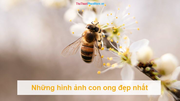 Hinh ảnh con ong