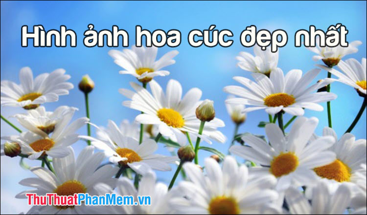 Hình ảnh hoa cúc đẹp nhất thế giới