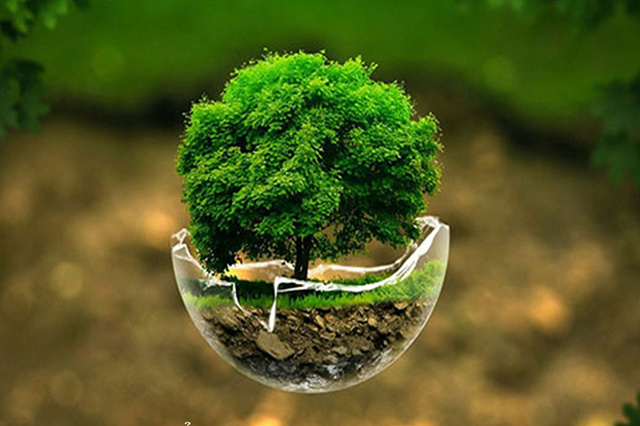 Hình ảnh hợp mệnh mộc