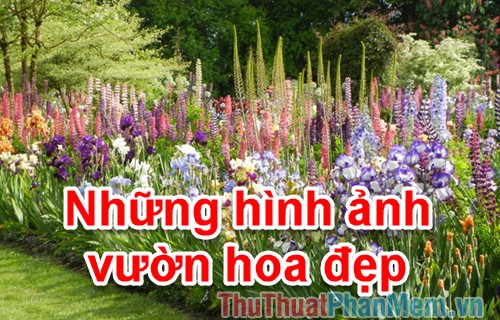 Hình ảnh vườn hoa đẹp