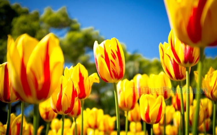 Hình nền hoa Tulip full HD 4K đẹp nhất thế giới  TRẦN HƯNG ĐẠO