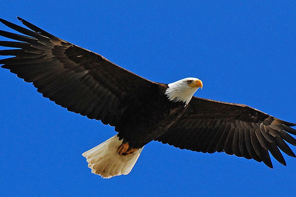 Hình xăm đại bàng cắp rắn