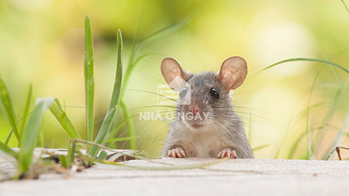 Hình xăm tuổi tý